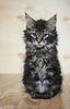 Maine Coon | Wiki | Cats Amino