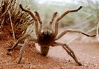 Australian tarantulas - The Australian Museum