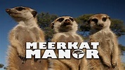 Meerkat Manor (TV Series 2005-2008) — The Movie Database (TMDB)
