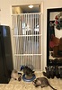 extra tall cat gate by rover company,New daily offers,deltafleks.com