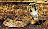 Cobra» En su hábitat natural - Vidas SalvajesVidas Salvajes