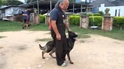香港犬隻訓練總會_創辦人 張松照師傅 - YouTube
