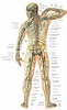 Sistema Nervioso - Funciones, partes y enfermedades.