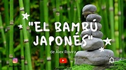 Cuento corto "El bambú japonés" - Álex Rovira - YouTube