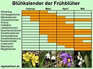 Blühkalender der Frühblüher