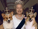 I cani più fortunati del Regno Unito sono i Corgi della Regina ...