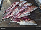 Gutted Fish Image & Photo (Free Trial) | Bigstock
