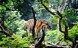 Bengal Tiger in Jungle Wallpapers | HD Wallpapers | ID #15726