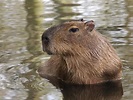 Capivara- Características, habitat, reprodução e curiosidades