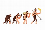 Theory of human evolution. Man development stages. Anthropol (912972 ...