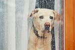 Keeping your pups amused during rainy winter weather - Sniffspace
