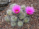 Cactus pequeños - Id Plantae