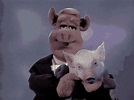 Muppets Muppet Show GIF - Muppets Muppet Show Pig - Discover & Share GIFs