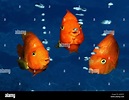 three fishes Stock Photo: 2118513 - Alamy