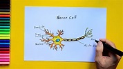 How to draw a nerve cell - labeled science diagrams - YouTube