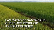Las Matas de Santa Cruz, queremos producir arroz ecológico - YouTube