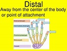 PPT - Chapter 1 Introduction to Anatomy PowerPoint Presentation, free ...