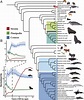 Comparative genomics provides insights into the aquatic adaptations of ...