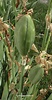 Schwertlilien – Iris – Giesskanne.at