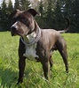 American Pit Bull Terrier - All Big Dog Breeds