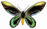 Mariposa Alas de Pájaro Reina Alejandra - Medio Ambiente