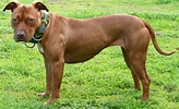 The Red Nose Pitbull - The Facts About This American Terrier - Animal ...