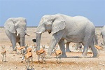 Amazing white elephants covered in clay have been fooling tourists ...