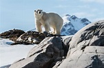 Inside Life on Svalbard: Polar Bears, Glaciers & 24-Hour Daylight