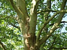 Platane - Platanus x hispanica - Baumschule Horstmann