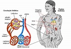 Sistema linfático - Resumo, o que é, função, como funciona, doenças
