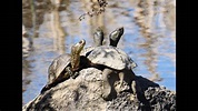 Fauna en Sierra Norte de Sevilla - YouTube