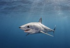 Shortfin Mako Shark: the World's Ultimate Hunter (Updated 2023)