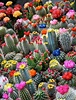Cactus Gardens - 47 amazing ideas on how to make one | My desired home
