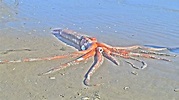 Stunningly Intact Giant Squid Washes Ashore In South Africa - Science ...
