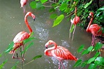 【日本】沖繩｜名護自然動植物公園 | 門票 | 旅遊票券體驗 | 東南旅遊