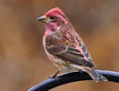 How to Quickly Identify Red Finches - Iowa Wildlife Federation