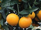 Citrus Reticulata (Mandarijn) | Plantencentrum Exotica
