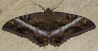 Mariposa-bruxa - Biofaces - Bring Nature Closer