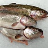 Whole Gutted Trout | Fresh Fish Delivery UK Wide