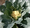 La Coliflor - Brassica Oleracea Botrytis - Vida en la tierra