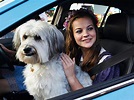 PUDSEY THE DOG THE MOVIE - Screentime.ie