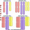 Quais São As Células Diploides Humanas - AskSchool
