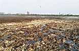 大潭藻礁公投提案7日送件 10天衝出9000份 | 綜合 | 要聞 | 聯合新聞網