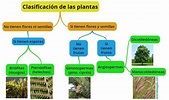 Cuadros sinópticos sobre las plantas: Clasificación y tipos | Cuadro ...