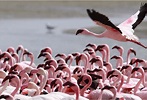 Flamingos @ Walvisbay Lagoon, Namibia... | Fall pictures, Southern ...
