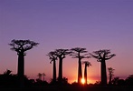 Qué ver en Madagascar: 8 lugares imprescindibles 🇲🇬 | Skyscanner Espana