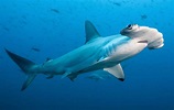 Tiburón Martillo | Tiburones Wiki | Fandom