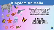 Kingdom Animalia Definition and Examples - Biology Online Dictionary