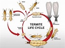 Termite Life Cycle & Lifespan - BioTech Termite & Pest Control