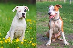 Dogo Pit (Dogo Argentino & Pitbull Mix) Info, Pictures, Facts, FAQs & More